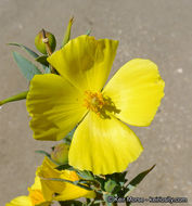 Image of tree poppy