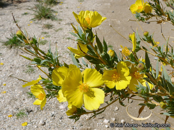 Image of tree poppy