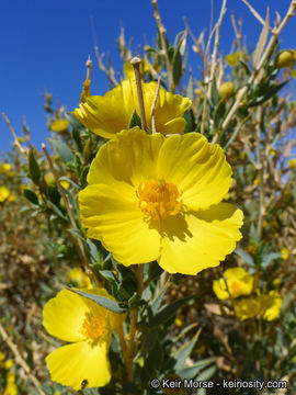 Image of tree poppy