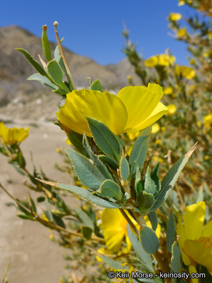 Image of tree poppy