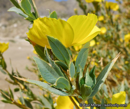 Image of tree poppy