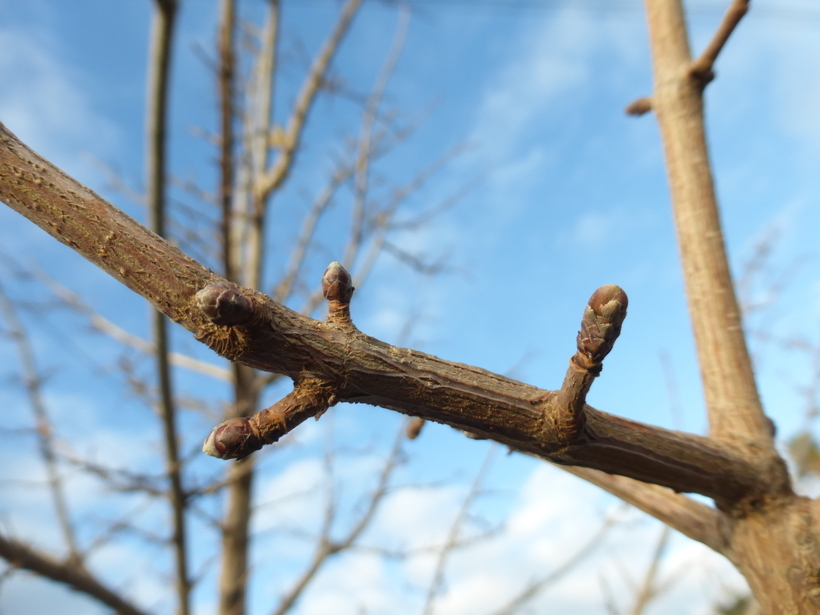 Image of Field Maple