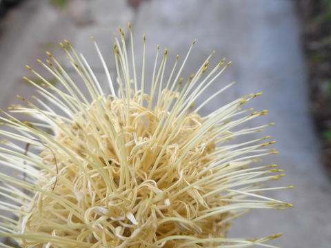 Image of coast banksia