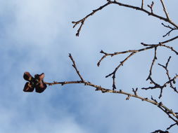 Image of japanese persimmon