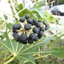 صورة Fatsia