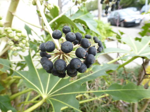 Imagem de Fatsia japonica (Thunb.) Decne. & Planch.