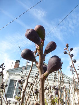 Imagem de Ficus carica L.