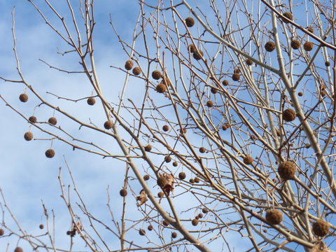 Imagem de Platanus occidentalis L.