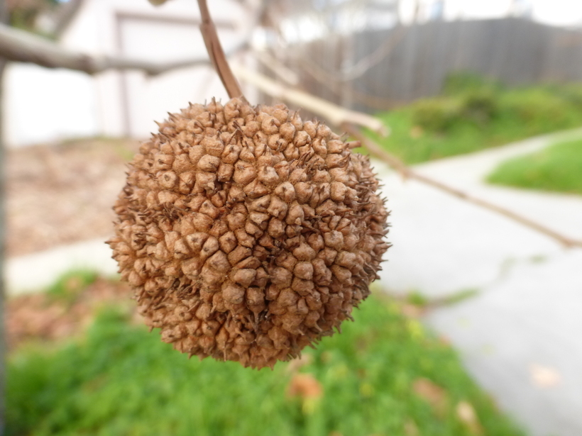 Image of American sycamore