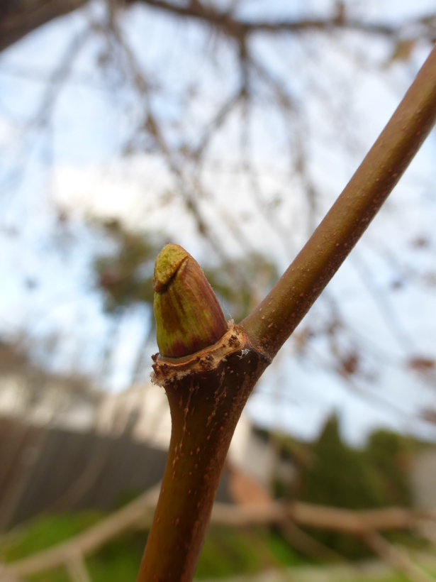 Imagem de Platanus occidentalis L.