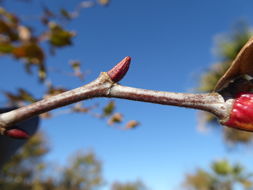 Image of California sycamore