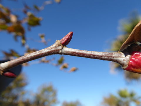 Imagem de Platanus racemosa Nutt. ex Audubon