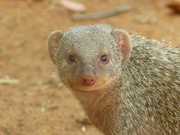 Image of Banded Mongoose