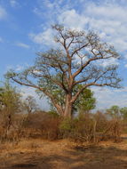 Image of African Baobab