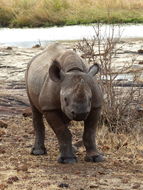 Image of Black Rhinoceros