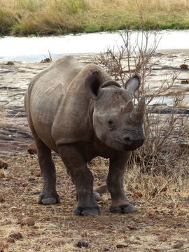 Image de Rhinocéros noir