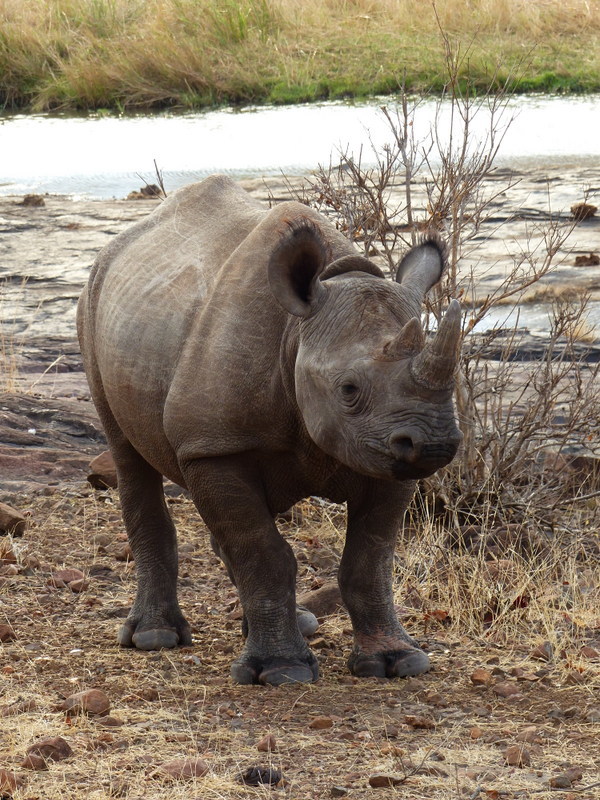 Image of Black Rhinoceros