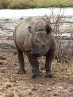 Image of Black Rhinoceros