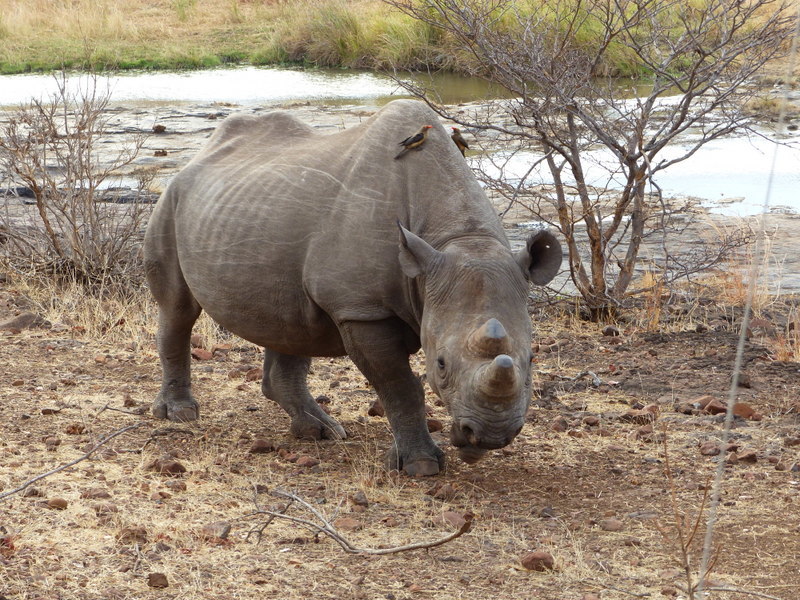 Image of Black Rhinoceros