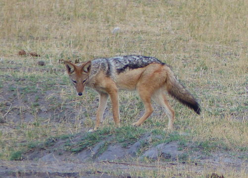 Image de chacal à chabraque