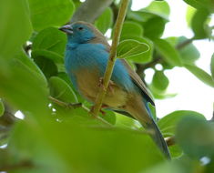 Image of Blue Waxbill