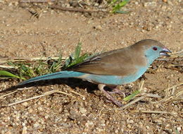 Image of Blue Waxbill