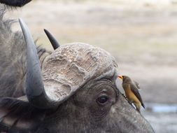 Image of African Buffalo