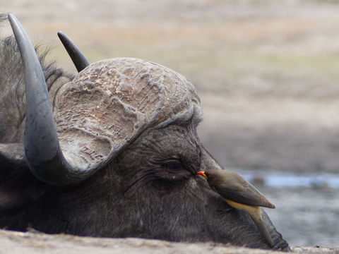 Image of African Buffalo