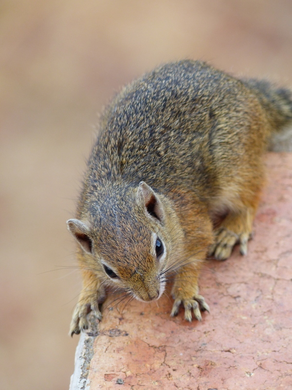 Image of Smith's Bush Squirrel