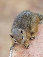 Image of Smith's Bush Squirrel