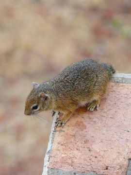 Image of Smith's Bush Squirrel