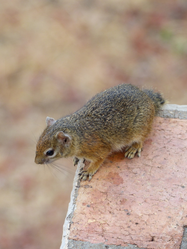 Image of Smith's Bush Squirrel