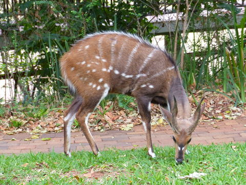 Image of Bushbuck