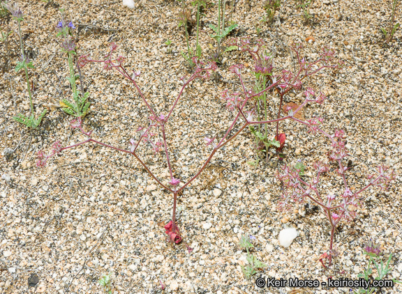 Image of <i>Chorizanthe <i>fimbriata</i></i> var. fimbriata