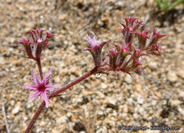 Image of <i>Chorizanthe <i>fimbriata</i></i> var. fimbriata