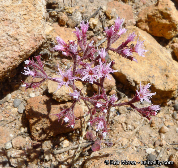 Image of <i>Chorizanthe <i>fimbriata</i></i> var. fimbriata