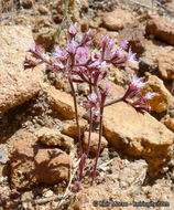 Image of <i>Chorizanthe <i>fimbriata</i></i> var. fimbriata