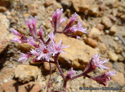 Image of <i>Chorizanthe <i>fimbriata</i></i> var. fimbriata