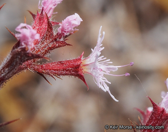 Image of <i>Chorizanthe <i>fimbriata</i></i> var. fimbriata