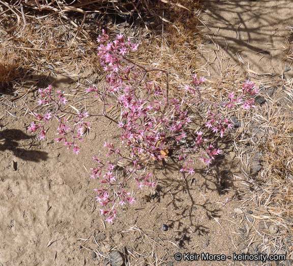 Image of <i>Chorizanthe <i>fimbriata</i></i> var. fimbriata