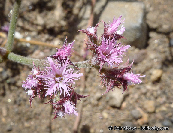 Image of <i>Chorizanthe <i>fimbriata</i></i> var. fimbriata