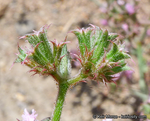 Image of <i>Chorizanthe <i>fimbriata</i></i> var. fimbriata