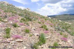 Image of <i>Chorizanthe <i>fimbriata</i></i> var. fimbriata