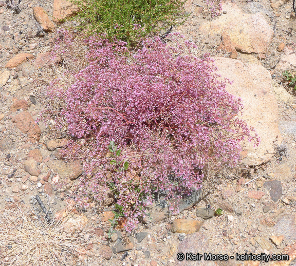 Image of <i>Chorizanthe <i>fimbriata</i></i> var. fimbriata
