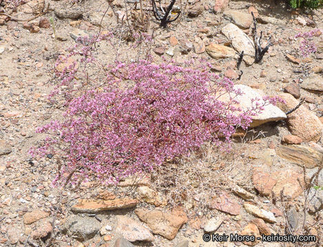 Image of <i>Chorizanthe <i>fimbriata</i></i> var. fimbriata