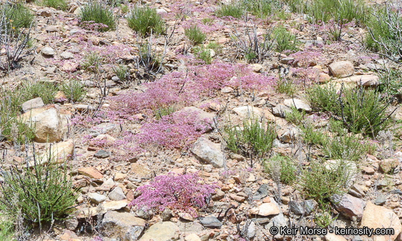 Image of <i>Chorizanthe <i>fimbriata</i></i> var. fimbriata