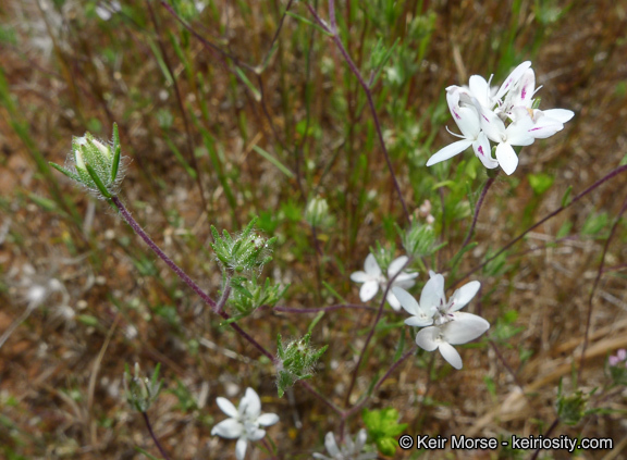 Osmadenia tenella Nutt.的圖片