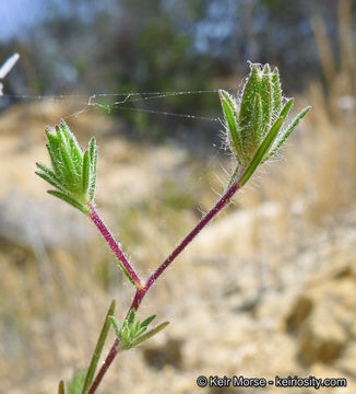 Osmadenia tenella Nutt.的圖片