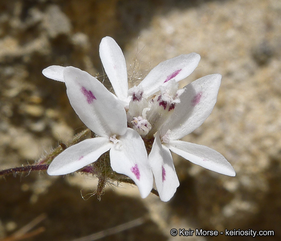 Osmadenia tenella Nutt.的圖片