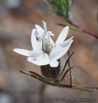 Osmadenia tenella Nutt.的圖片